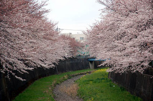 見頃になった桜